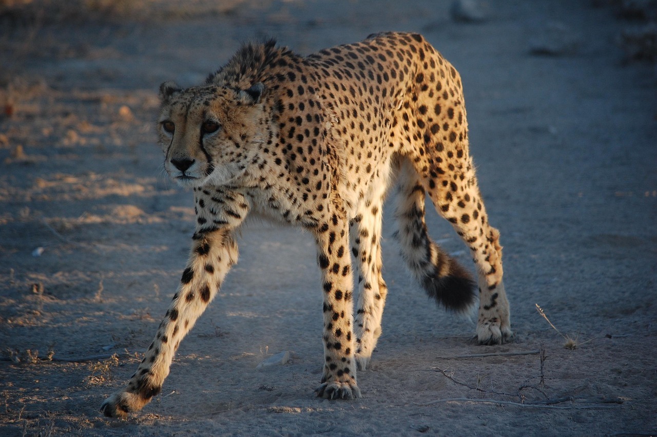 cheetah-7420944_1280