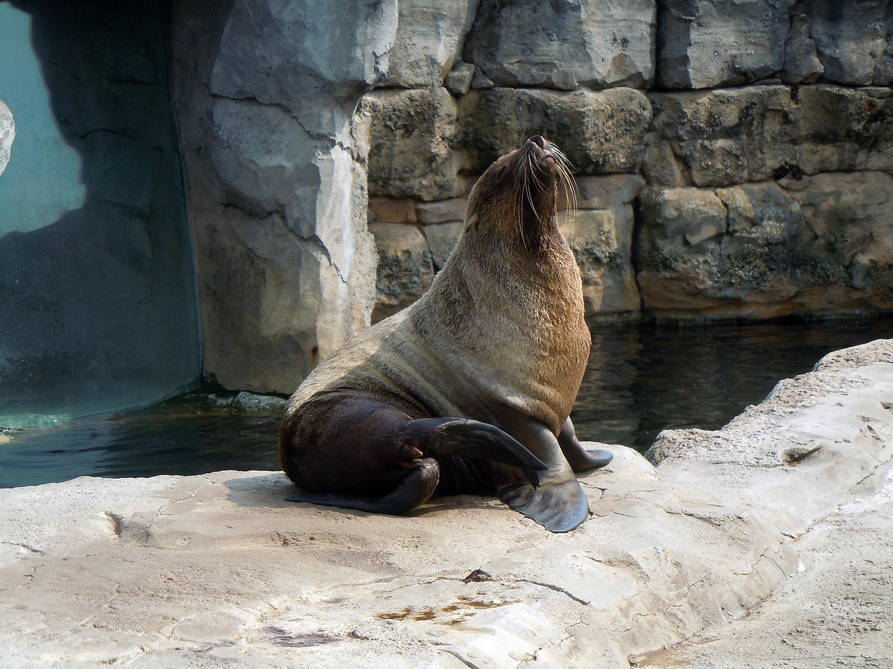 fur-seal-399355_1280