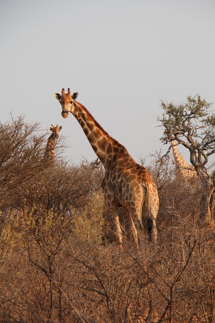 giraffes-8047856_1280