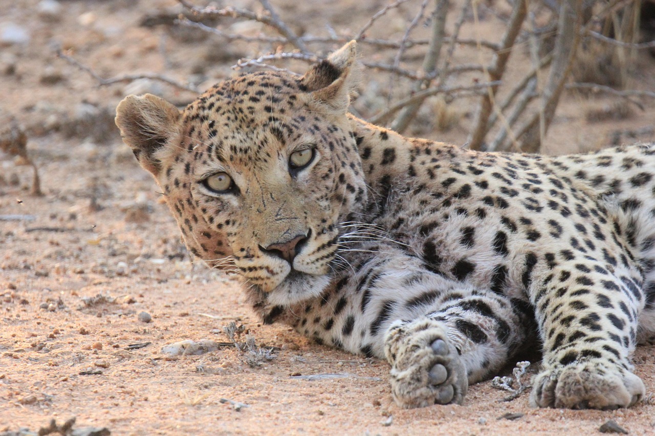leopard-5723614_1280