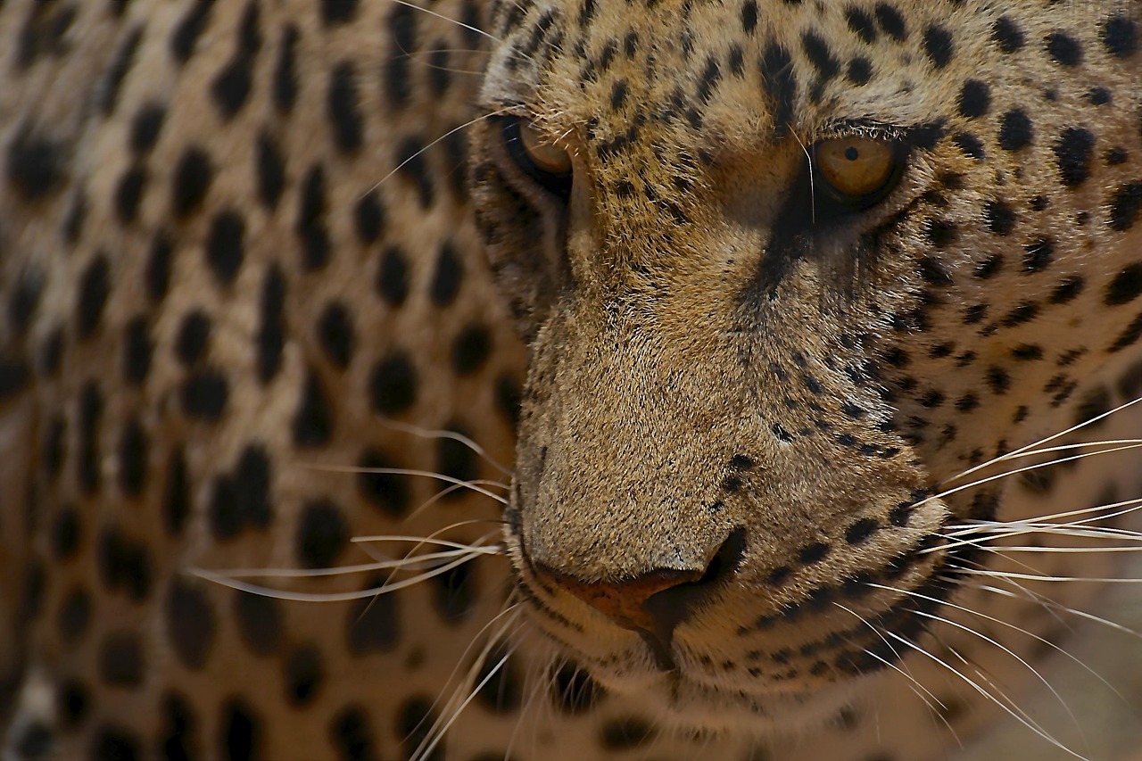 leopard-7167793_1280