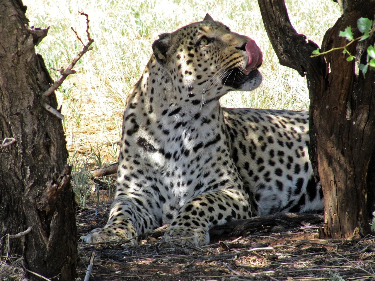 namibia-1150224_1280